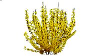 Shrubs - Mounding - Forsythia intermedia