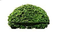 Shrubs - Upright - Pittosporum tobira - Japanese Cheesewood - Australian Laurel