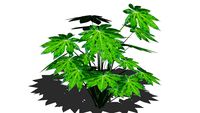 Shrubs - Tropical - Fatsia japonica - Japanese Aralia - Paper Plant