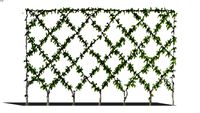 Shrubs - Vines and Espalier - Lattice Trellis
