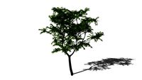 baum 2