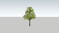 Árbol 001