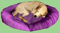 Animais cachorro dormindo