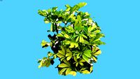 DURANTA LIMON