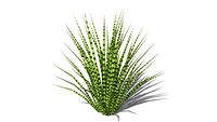 Shrub - Grass - Miscanthus Sinensis - Gold Bar