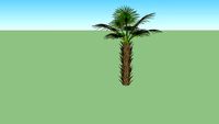 washingtonia