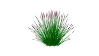 miscanthus 1