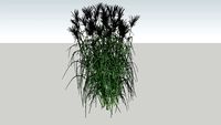 miscanthus sinensis