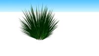 miscanthus