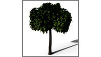 catalpa
