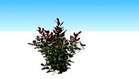 photinia