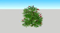 callistemon