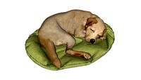 Cachorro