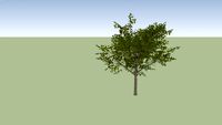 acer campestre