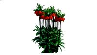 Рябчик (Fritillaria)