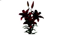Лилия (Lilium)