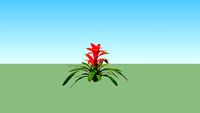 Bromelia Bunga Merah