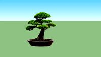 Bonsai Dolar