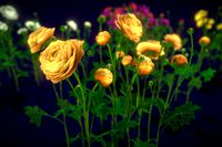 Flower Ranunculus