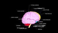 cerebro juanita