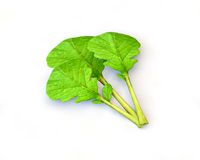 mustard greens