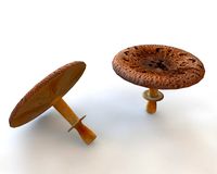 brown wide top mushroom