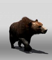 Grizzly Bear 3D Model