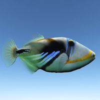 Triggerfish 3D Model