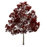 Acer Platanoides 15M Autumn 3D Model