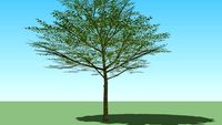 terminalia
