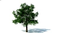 treee