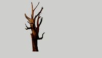 Ghost Juniper