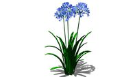 PLANTA SILVESTRE