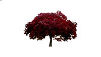 Acer palmatum _Dissectum