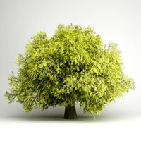 CGAxis Honey Locust 07 3D Model