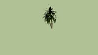 YUCCA