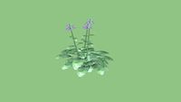 SALVIA