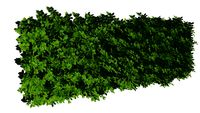 Haie Carpinus