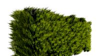 Haie de Thuja