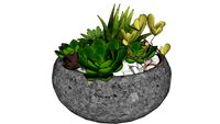 Vaso de suculentas