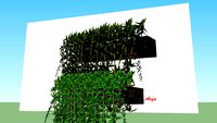 Tanaman Rambat / lee kuon yew / climbing plant