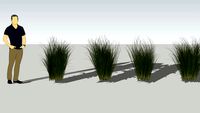 3D Tall Grass (Miscanthus Gracillimus)