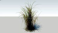 Miscanthus Giganteus
