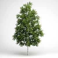 CGAxis European White Birch 18 3D Model