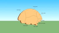 CEREBRO