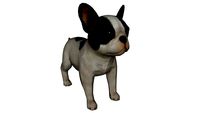 Bulldog francês - bebê