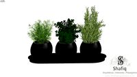 ervas aromaticas