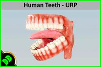 Human Teeth - URP