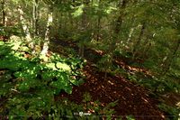 Beech Forest Ecosystem