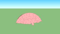 cerebro